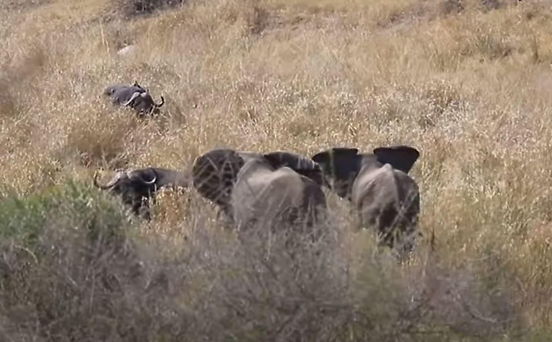 Упрямый буйвол не испугался слонов, прогнавших с поляны его соплеменников