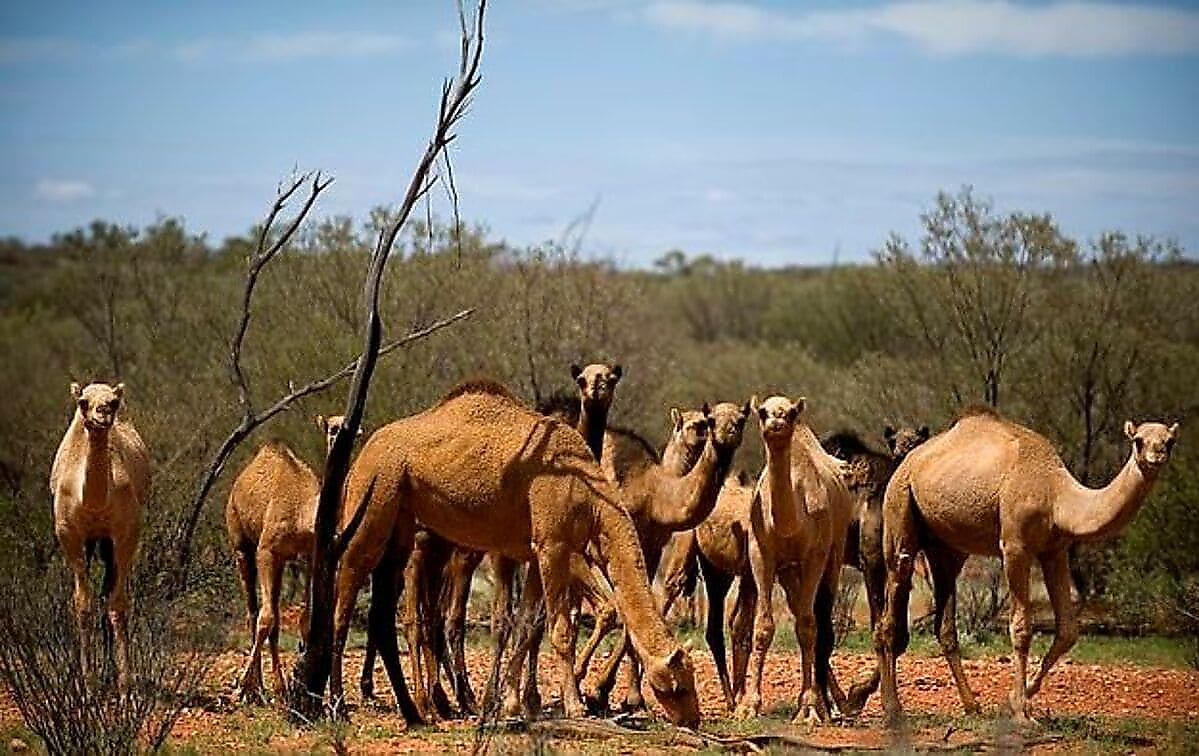10000 верблюдов-вредителей истребят в рамках борьбы с глобальным потеплением в Австралии