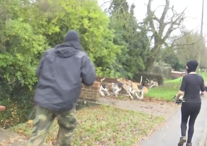 20 гончих псов сбежали от охотников в ходе противостояния с саботажниками в Британии (Видео)