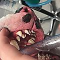 Американка обнаружила 70 зубов у спасённой ею собаки 3