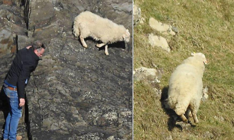 Британец, рискуя своей жизнью, спас овцу, застрявшую на скале