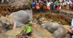 Два экскаватора и толпа местных жителей на протяжении 7-ми часов вытаскивали слона из болота в Индии (Видео)