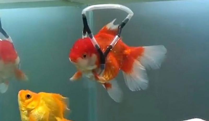 Кореец соорудил «инвалидную коляску» для аквариумной рыбки ▶