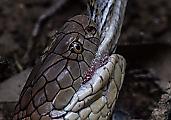 Кровожадная кобра пообедала питоном на глазах у туристов в Сингапуре 7
