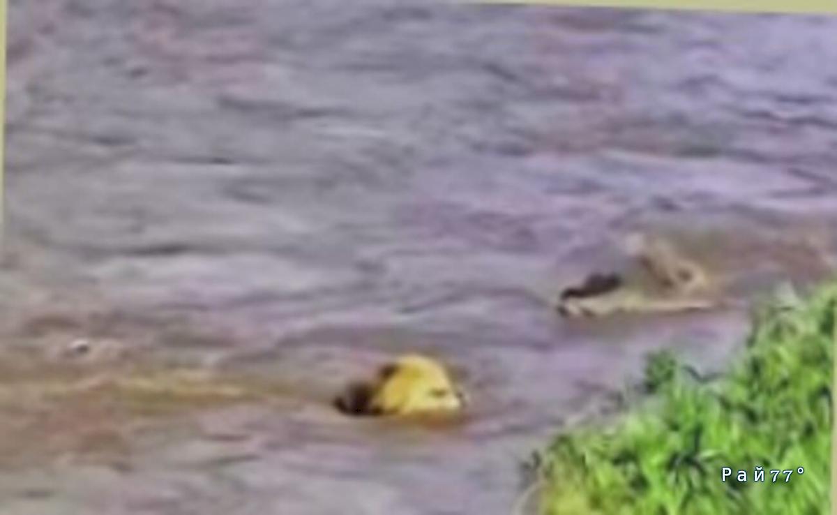 Лев переплыл реку и едва не стал добычей крокодила ▶️