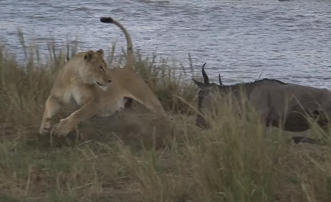 Львица вмешалась в миграцию антилоп и поймала добычу на глазах у туристов в Кении