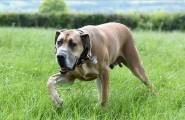 Настоящий Скуби-Ду: огромный пёс, который боится всего, проживает в Англии (Видео) 2
