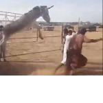 Осёл, выпрыгнувший из кузова, поверг в панику своих мучителей (Видео)
