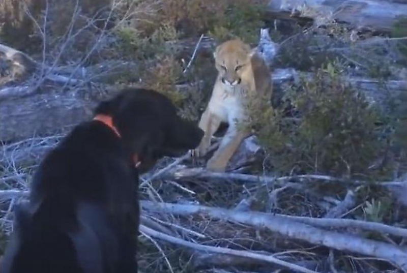 Пёс, при поддержке хозяина, прогнал упрямую пуму в канадском лесу ▶