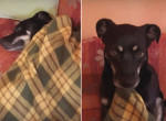 Пёс проигнорировал розыгрыш и отстоял у хозяйки своё одеяло
