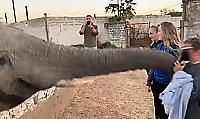 Слон точным ударом хобота выбил гаджет из рук зазевавшейся туристки ▶