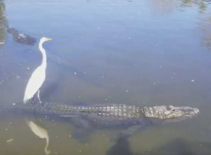 Цапля осмотрела свои владения, забравшись на спину крокодила (Видео)