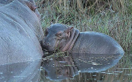 Детёныш бегемота отстоял у носорога свой водоём в ЮАР (Видео) 2