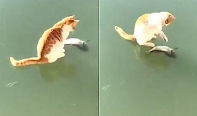Голодный кот не смог добраться до улова на замёрзшем водоёме (Видео)