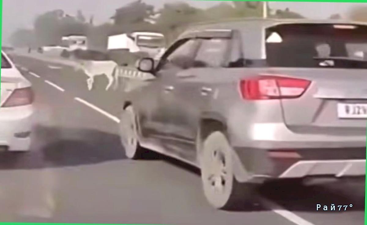 Корова выбежала на магистраль и стала виновницей ДТП в Индии ▶️