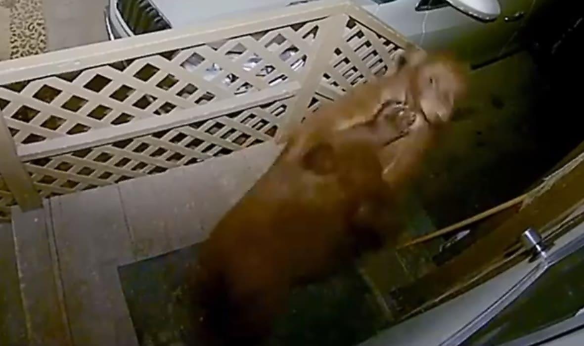 Косолапые детёныши, подравшиеся на крыльце частного дома, попали на видео в США