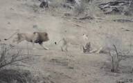 Лев случайно спас бородавочника, отбив его у львиц в Южной Африке (Видео)