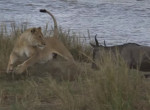Львица вмешалась в миграцию антилоп и поймала добычу на глазах у туристов в Кении