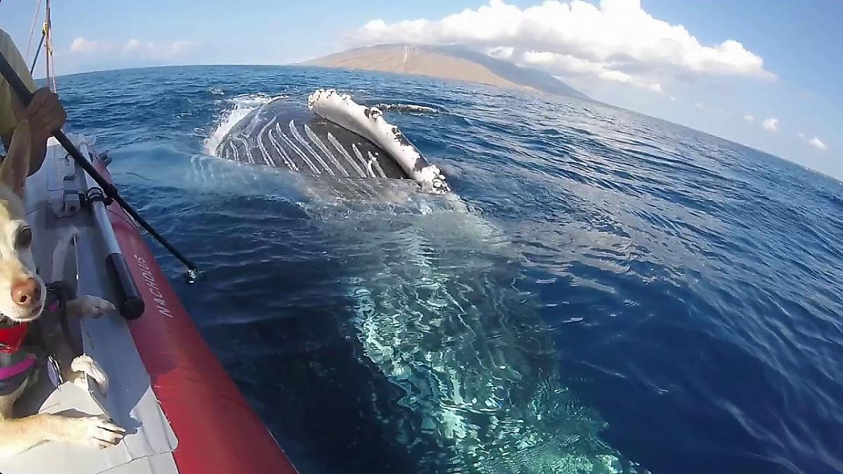 Любопытный кит исследовал лодку туристов на Гавайах