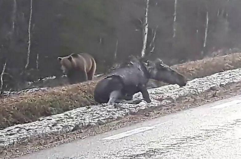 Медведь уволок лося подальше от шведской дороги ▶
