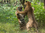 Тигры не поделили самку на глазах у туристов в индийском лесу 0