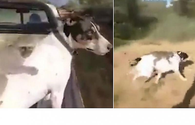 Обезьяна путешествует «автостопом» на спине пса по африканским прериям ▶