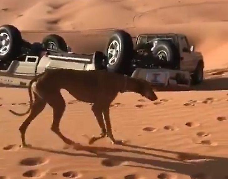 Погоня борзых за зайцем, закончилась перевернувшимся автомобилем в арабской пустыне ▶