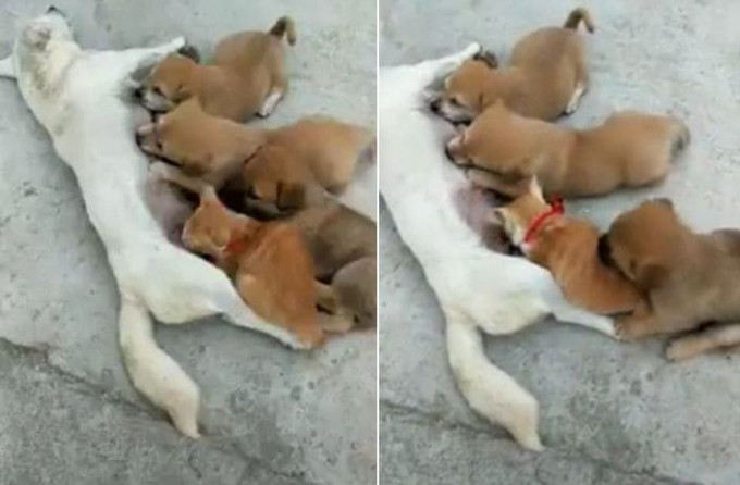 Рыжий мошенник нагло занял место щенка во время семейной трапезы (Видео)