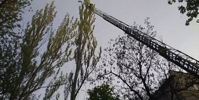 Спасение кошки, оказавшейся на верхушке дерева в Украине, закончилось головокружительным полётом (Видео)