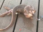 Странное хвостатое существо поймал американский рыбак