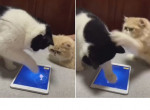Злой кот напал на соплеменника, «рыбачившего» в планшете хозяйки ▶