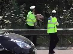 Две свиньи парализовали движение на автомагистрали в Британии. (Видео) 6