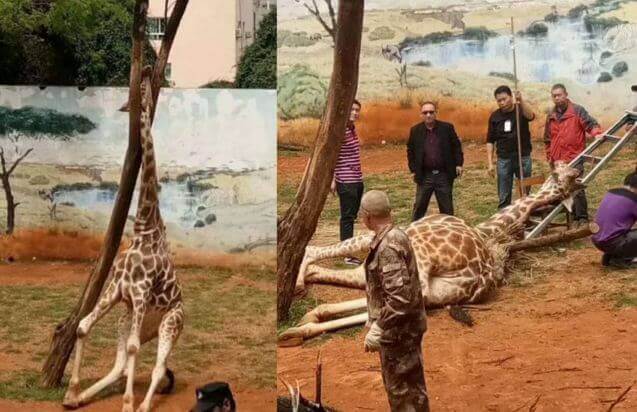 Работники китайского зоопарка не успели спасти жирафа, застрявшего в ветвях дерева (Видео)