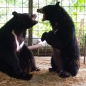 Медведь с огромным языком был прооперирован в Мьянме. (Видео) 1