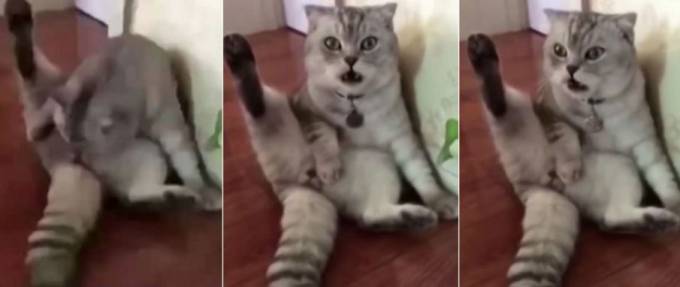 Чего-то не хватает: кот первый раз обнаружил последствия операции. (Видео)