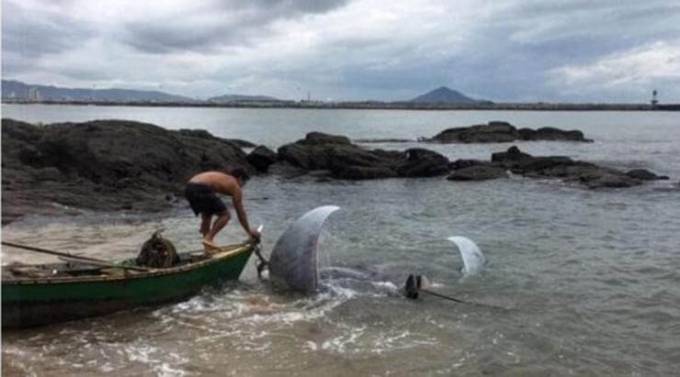Бразильский рыбак поймал гигантскую рыбу - луч Манта (Видео)