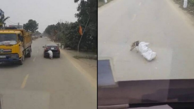 Свинья в мешке совершила побег из багажника автомобиля во Вьетнаме. (Видео)