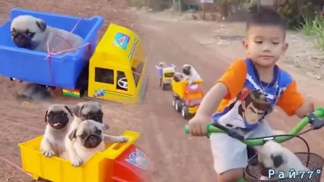 Видеоролик с маленьким мальчиком на велосипеде, взявшим «на буксир» пятерых мопсов, бьёт рекорды просмотров в интернете