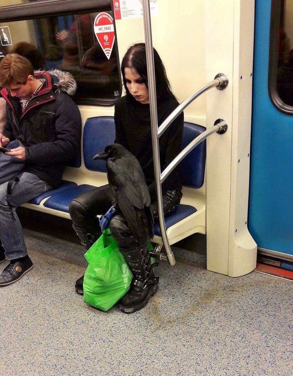 Девушка - гот с чёрным вороном на коленях была замечена в московской подземке.