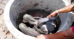Маленького слонёнка, застрявшего в колодце, спасли в Шри - Ланке (Видео) 0