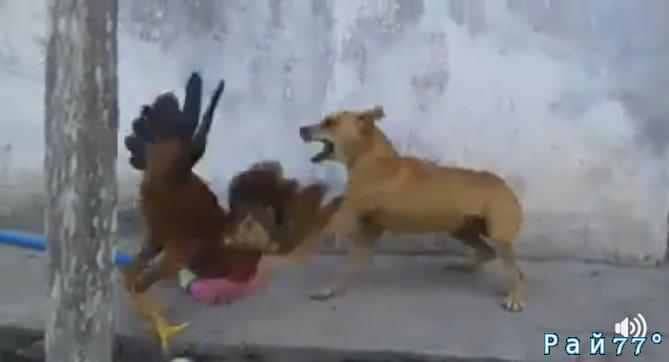Бой между петухом и собакой быстро выявил обладателя трусливого характера. (Видео)