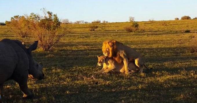 Носорог застал врасплох, уединившихся львов в африканском заповеднике. (Видео)