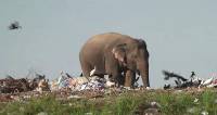 Стадо слонов вынуждено искать пропитание в куче отходов на полигоне в Шри - Ланке 4