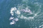 Косатки атаковали кита с детёнышем у побережья Калифорнии (Видео)