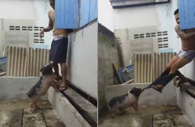 Поросёнок лишил штанов своего хозяина в Тайланде (Видео)