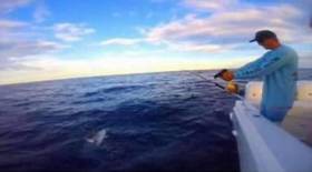 В интернете опознали истязателей морских обитателей, привязавших к катеру акулу. (Видео) 0