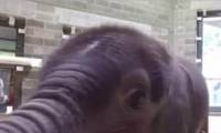 В зоопарке Питтсбурга вынуждены были усыпить недоношенного слонёнка (Видео) 4