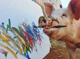 Свинья, спасённая от бойни, стала знаменитой художницей. (Видео) 0
