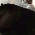 Медведь, укрываясь от дождя заблокировал двери в частное жилище во Флориде. (Видео)