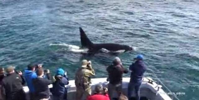 Группа туристов, наблюдающая за жизнью морских обитателей в океанариуме Монтерей Бэй (штат Калифорния) стали свидетелями настоящей бойни между китами и косатками.
